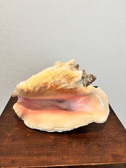 Conch Shell from the Caymens!