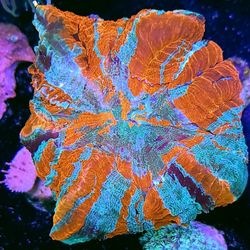 Heaven And Hell Acanthophyllia Meat Coral 