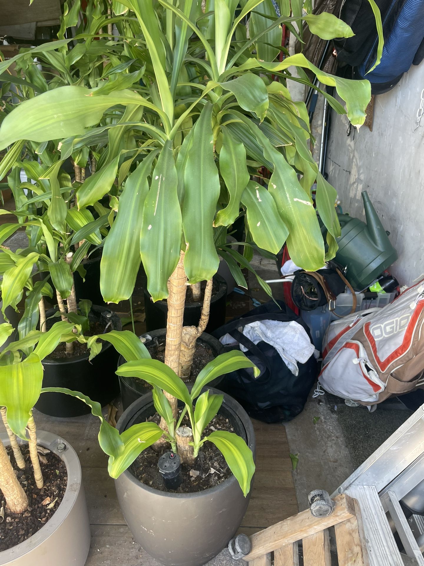 Mature Plants In Self Watering Containers