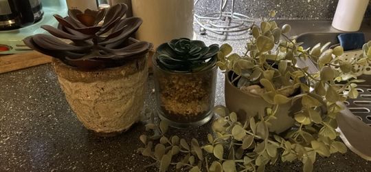 Succlent potted plants faux