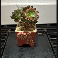 Korean Succulent 