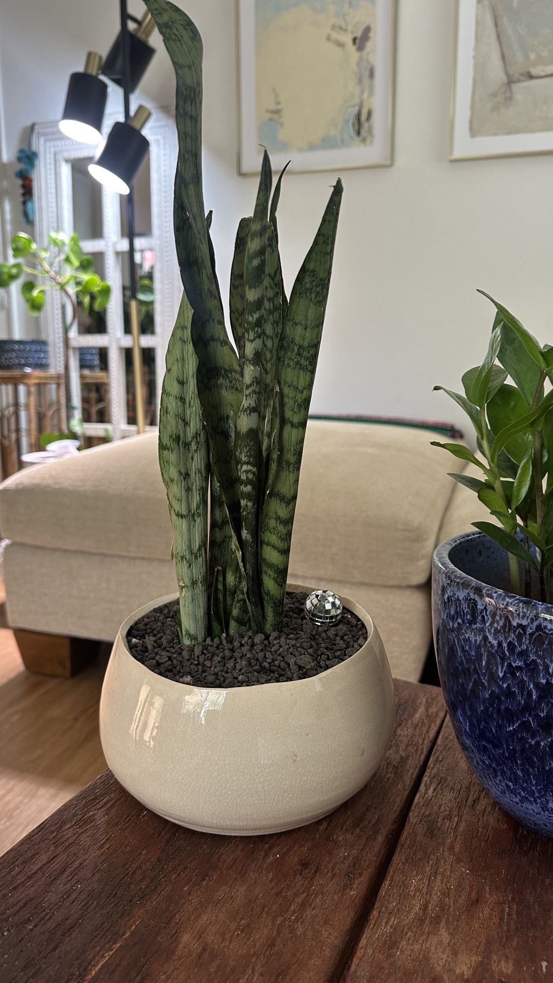 Sansevieria Snake Plant zeylanica in off white ceramic planter pot w/ drainage