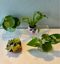 Plants