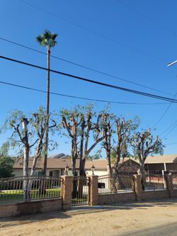 ~Trees~Palms~