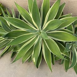 Agave Attenuata Plant $55 For One Plant Very Large And In Good Condition 