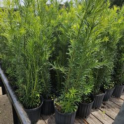 Podocarpus $8.50