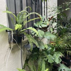 Large Plants For Sale 