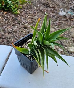 Climbing Aloe 'Aloe ciliaris' Succulent Plant (4in. Pot)