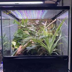 Bioactive Terrarium 18x18x18