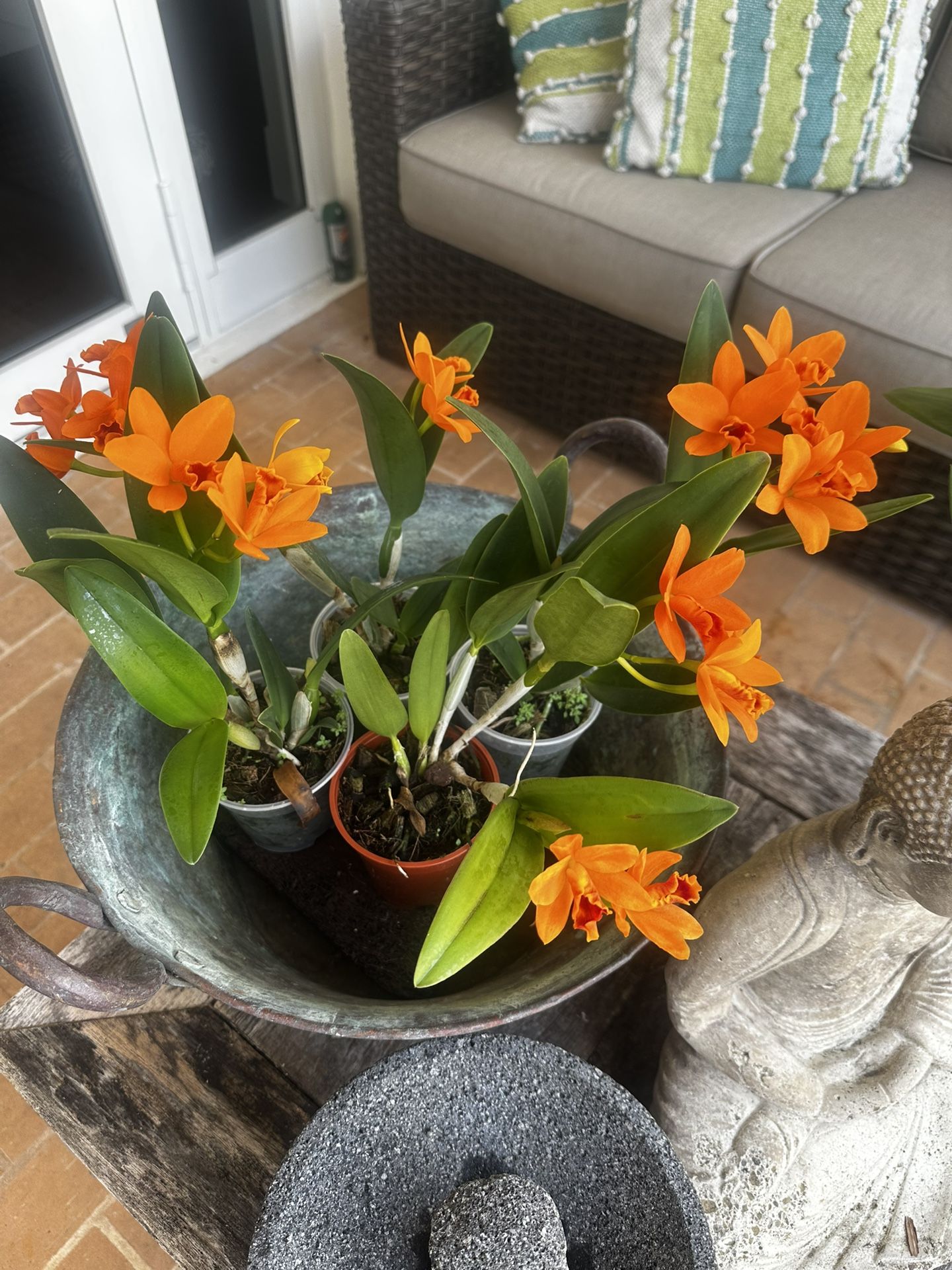 Exotic Orchid Cuttings / Stag horns