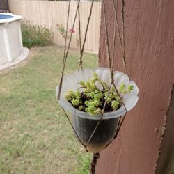 Sedum hispanicum In Hanging Pot