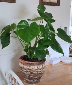 Live Healthy Beautiful Monstera Large indoor Houseplants with Large Planter.  Price $49 . Cash only