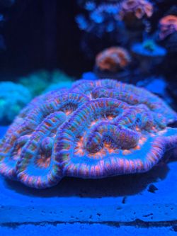 Fake coral decorations