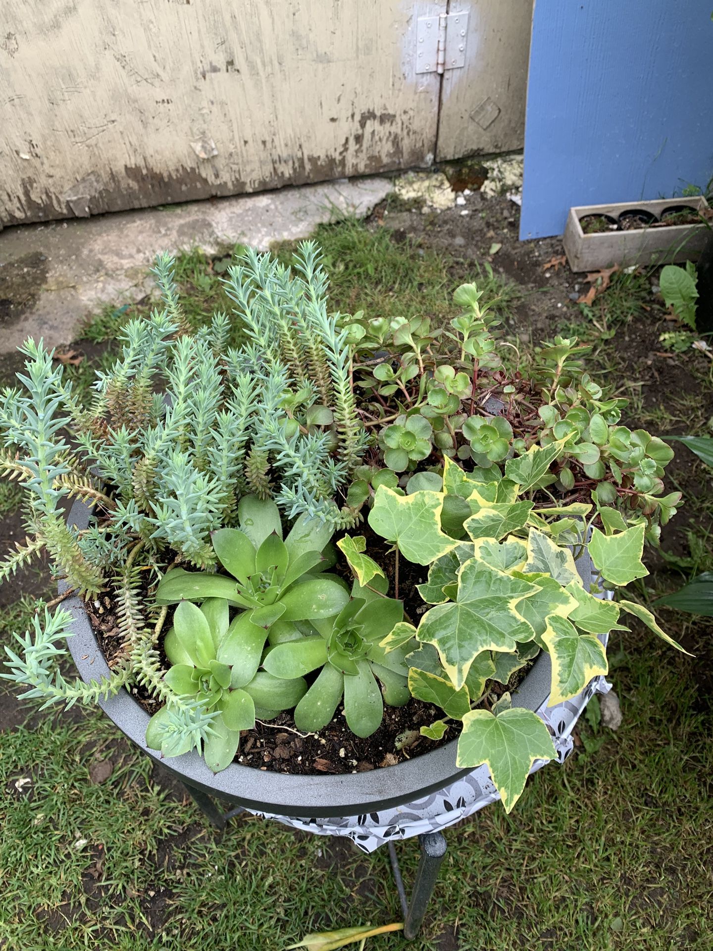 Outdoor Plant
