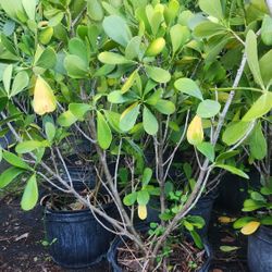 Clusias De 3-4 Pies!!! 7 Gallones!!! Remato Las Que Me Quedan En $15 Cada Una!!!