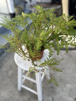 Artillery Potted Plant