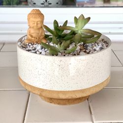 Copperstone Stonecrop Succulent  Plant Arrangement 🪴 Please Read Description