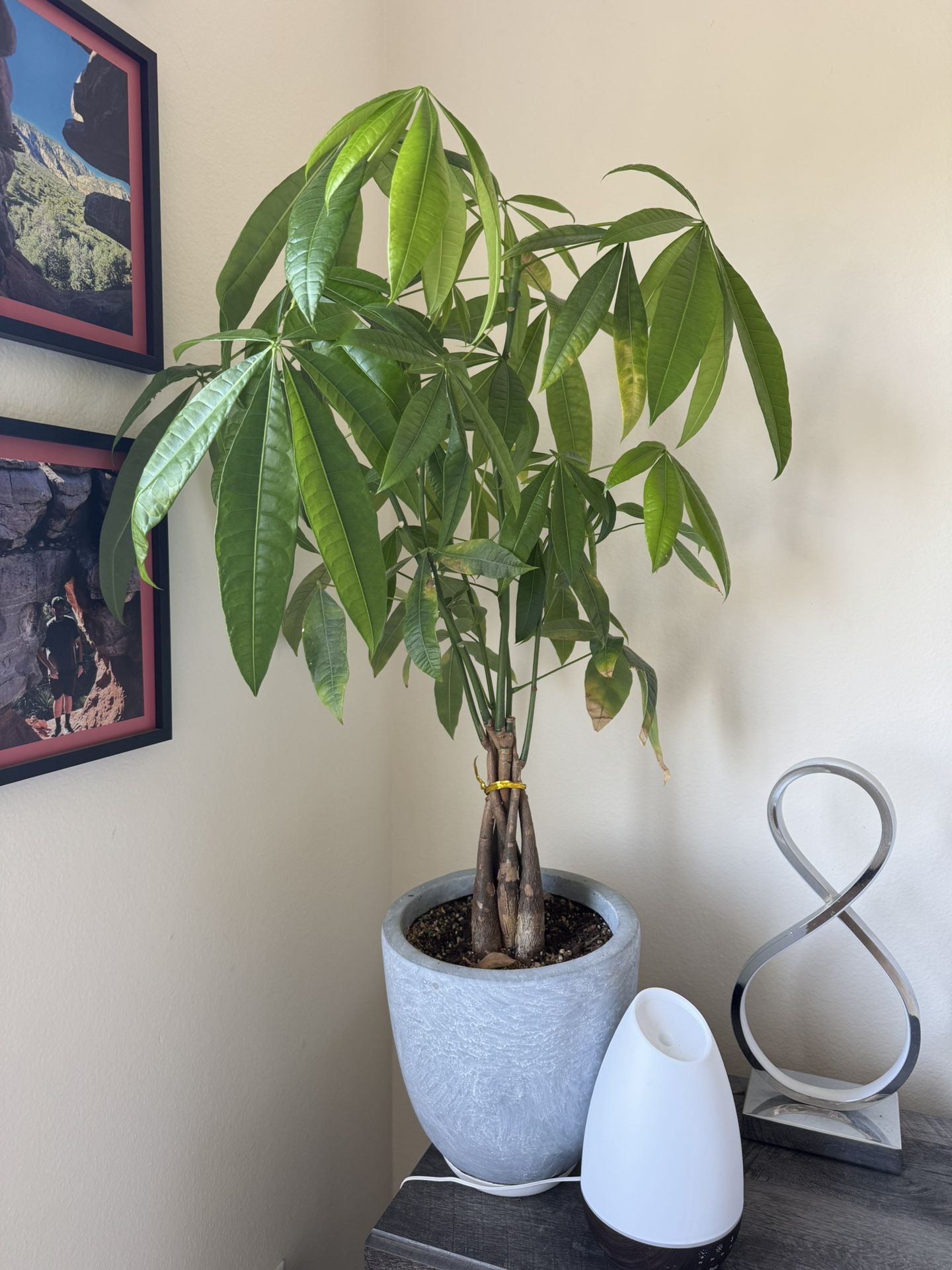 Plants Moving Sale