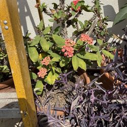 Euphorbia Milo- “Crown of thorn “ Plant w/terracota