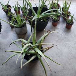 Alovera Plant's/ Plantas De Svila