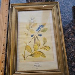Old Beach Pea Tree Print