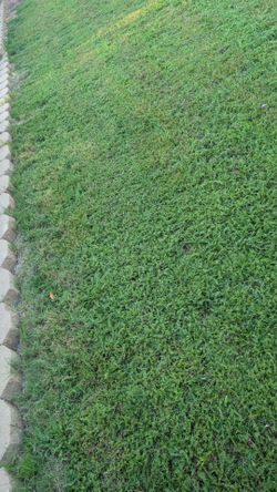 FREE yarrow, see details.