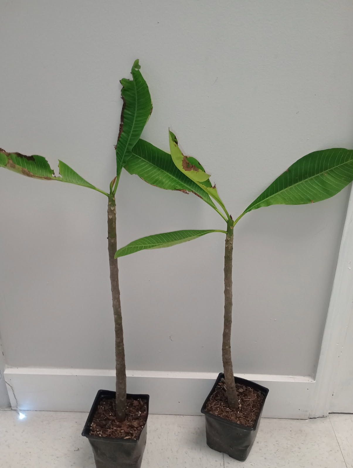 Plumeria Plant Hawaiian Plants