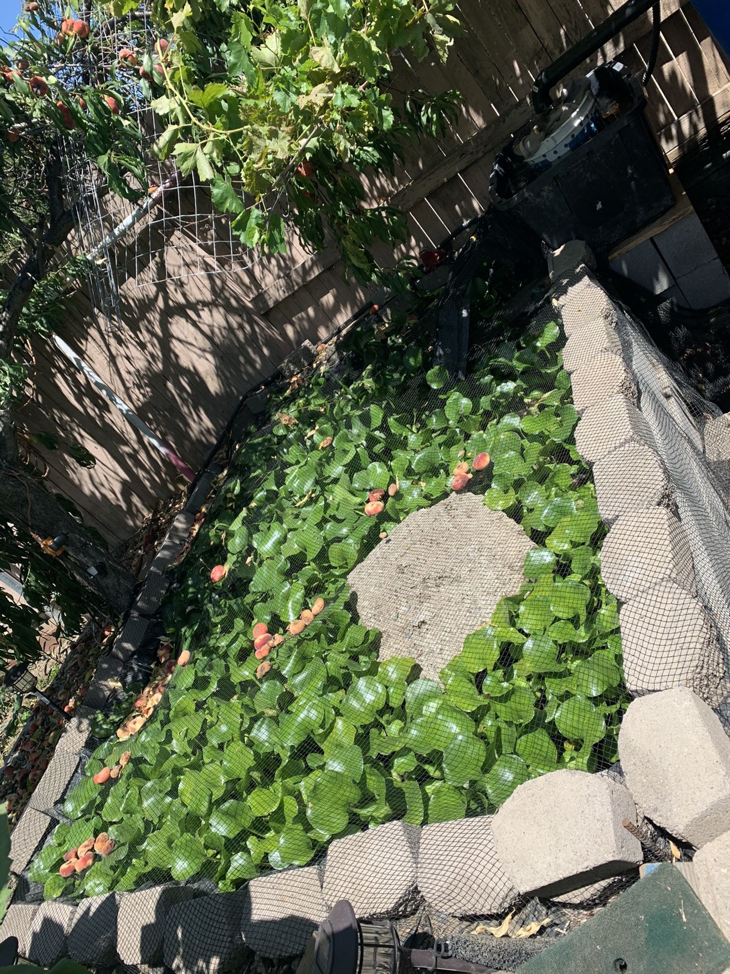 POND PLANTS VERY BIG AND HEALTHY FISH TANK AQUARIUM