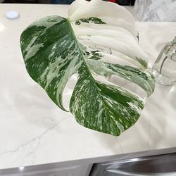 Monstera Albo cuttings