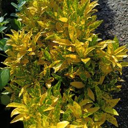 🪴🪴 Croton Privacy Hedge Plants 3gl $8