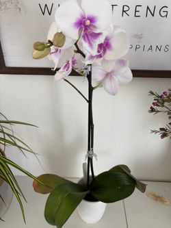 Live Orchid Plant