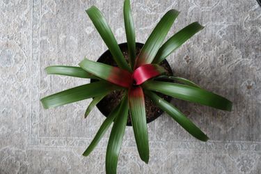 Bromeliad Potted in Black Planter