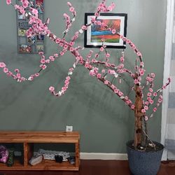 HUGE Japanese Sakura Cherry Blossom Tree.