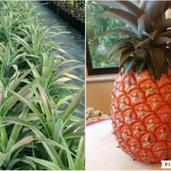Sugarloaf Pineapple Plant 🪴 Plantas De Piña En 3gal