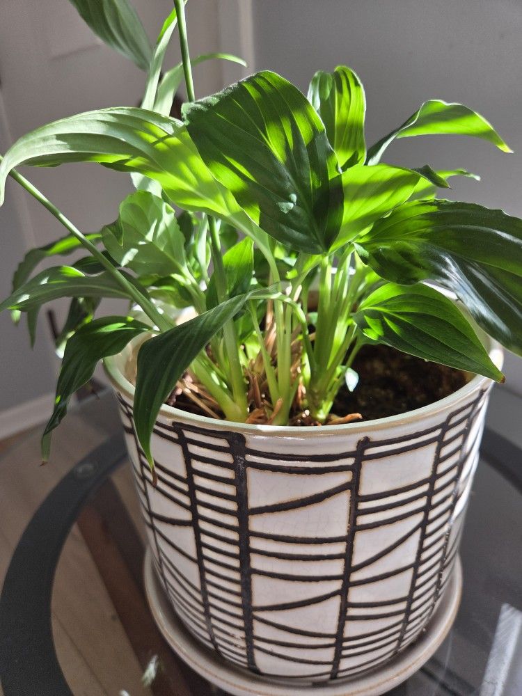Ceramic Pot With Drainage + Peace Lily Plant