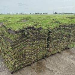 Fresh St. Augustine Sod 