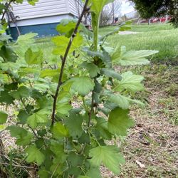 Edible Outdoor Bush - GOOSEBERRY - ONE AVAILABLE 