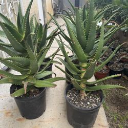 Large Aloe Plants
