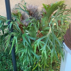 Staghorn Fern