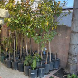 Fruit Plants ,gaumuchil,avocado,guayaba,pomegranate