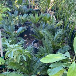 Sago Palm