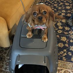 Medium Doggy Carrier 