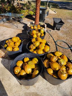Fresh Coconuts