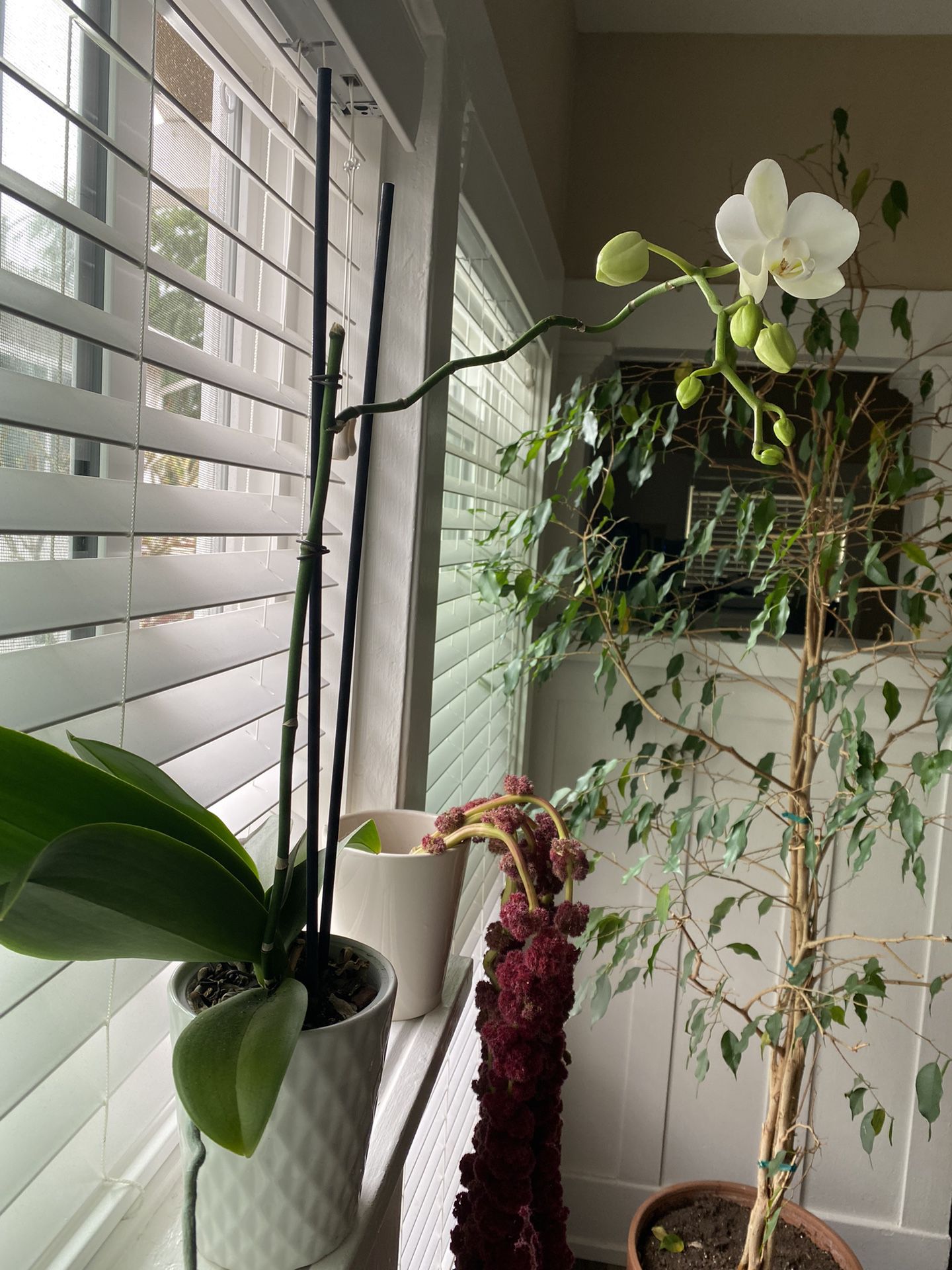 Orchid, Succulent + Ficus Benjamina