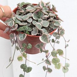 Ceropegia Woodii Strings of Hearts Variegated Plant 4" Pot - Indoor House Plants