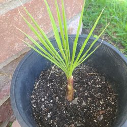 Baby Palm Tree Healthy (6 qty) $20 Each Or 4 Trees For $50. In Cerritos . Off Bloomfield And Del Amo 