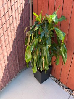 Beautiful Corn Plant 🪴 Natural.