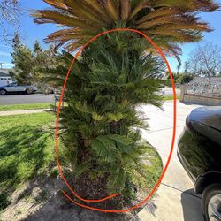 Small Sago Palm Tree