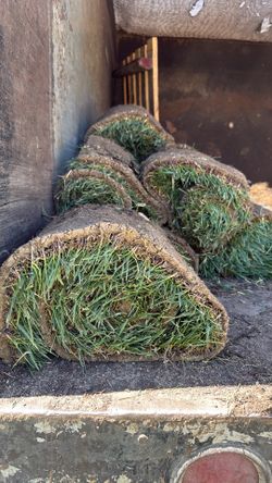 11 rolls of fresh sod cut at 9 AM ( pick up required )