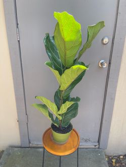 Ficus Lyrata Fiddle Leaf Fig Tree House Plant 6” Pot